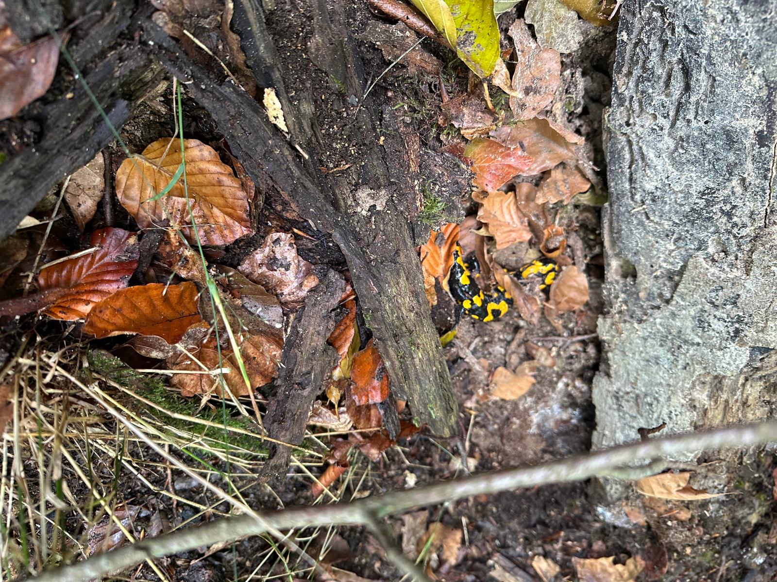 Vergrößerbares Bild